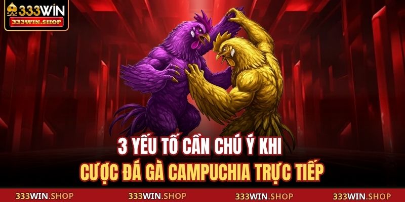 3 yếu tố cần chú ý khi cược đá gà Campuchia trực tiếp
