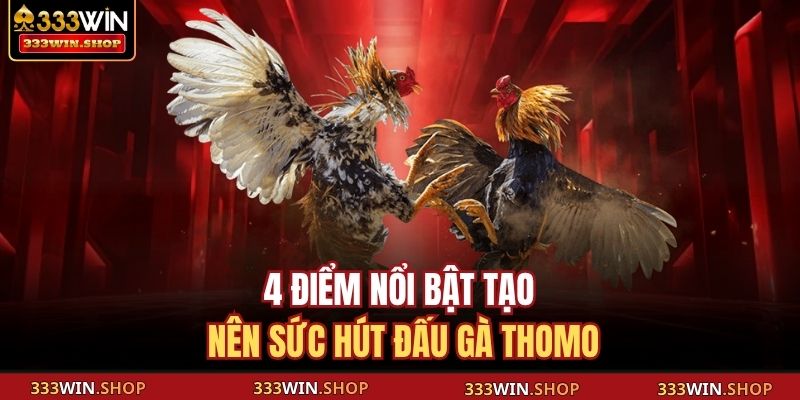 4 điểm nổi bật tạo nên sức hút đấu gà Thomo