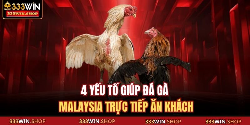 4 yếu tố giúp đá gà Malaysia trực tiếp ăn khách