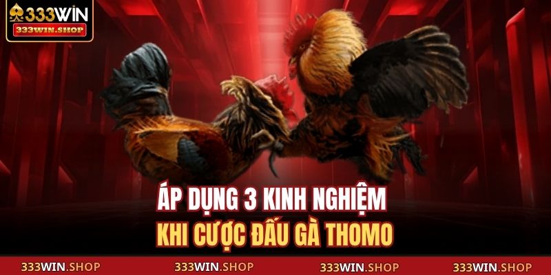Áp dụng 3 kinh nghiệm khi cược đấu gà Thomo