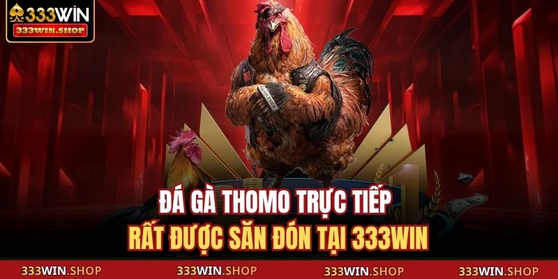 Đá gà Thomo trực tiếp rất được săn đón tại 333WIN