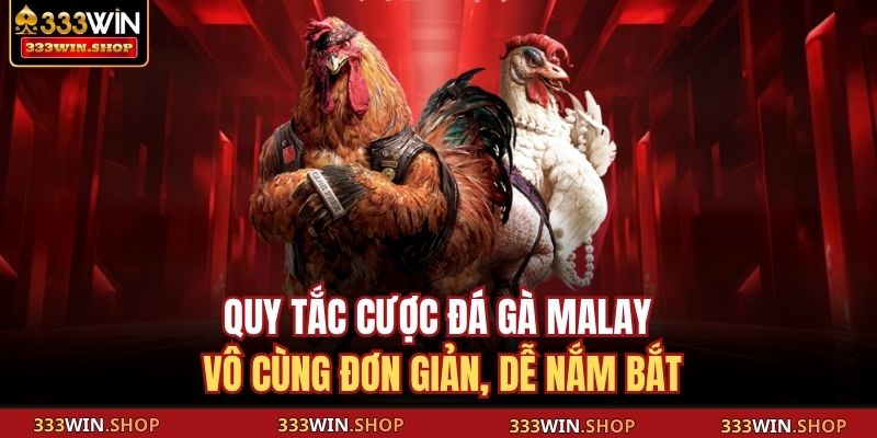 Quy tắc cược đá gà Malay vô cùng đơn giản, dễ nắm bắt